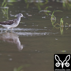 アオアシシギは数羽の群れで田んぼにいます。