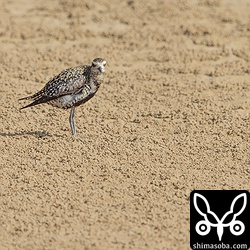 とても暑く、陽炎がたっている中、ムナグロは羽繕い。