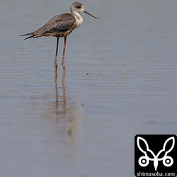 セイタカシギのオイルまみれの幼鳥がいました。