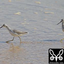 アオアシシギは2羽で小さな魚を追いかけまわしていました。右はまだ夏羽、左はほぼ冬羽になっていました。