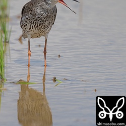 疲れた様子のアカアシシギ。この後、座り込んでしまいました。渡ってきたばかりなのでしょうか。