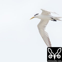 オオアジサシも冬羽になり、頭の前の方が白いです。