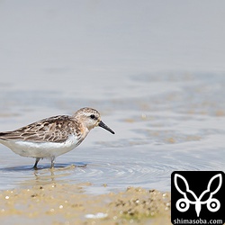 トウネンも十数羽入っていました。
