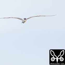 青空だったらよかったのですが…。^^;