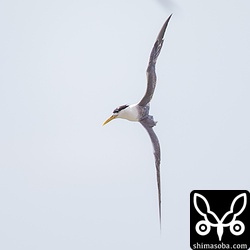 獲物を見つけると急旋回 & 急降下。