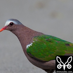 こちらは地面で採餌するキンバト。同じように地面にいた時の上の個体より羽の色が濃いように見えました。
