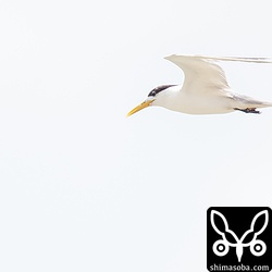 こちらの個体はまだ夏羽のようです。