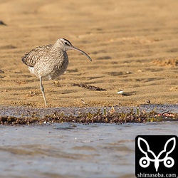 大浜海岸ではチュウシャクシギ。先日より近くで観察できました。