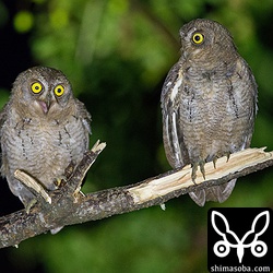 しきりに鳴き声をあげて親鳥に餌を催促していました。もう1羽は少し離れたところに止まっていました。