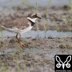 コチドリもたくさん田んぼに入っていました。ジシギもいましたが遠かったー。