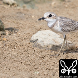 オオメダイチドリは十数羽いました。