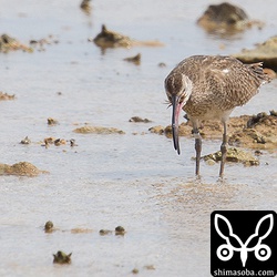 チュウシャクシギはカニをよく捕まえていました。