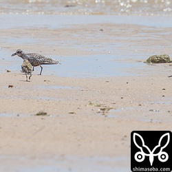 ダイゼン(奥)が小さな魚を捕まえたら周りにいたムナグロが奪い取りにいっていました。^^;

並べてみるとムナグロはダイゼンよりかなり小さいですね。^^