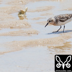 砂浜にトウネンが1羽だけいました。田んぼには多く入っています。