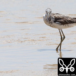アオアシシギは波打ち際で小魚を探すのですが、きょうはあまり獲物がいなかったようです。