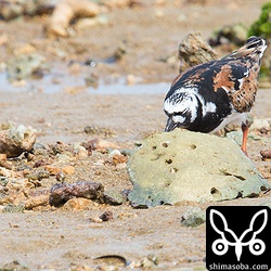 キョウジョシギが大きなサンゴのかけらをひっくり返そうとしますが、重すぎて諦めました。^^;