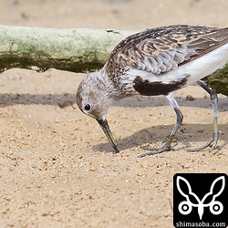 ハマシギが1羽渡ってきていました。今季初です。まだ、夏羽が多く残っています。