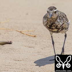 ヒルギの種とムナグロ。大浜海岸には宮良川が注ぐので、マングローブからヒルギ類の種が流れてきます。ムナグロは冬羽に変わりつつあります。