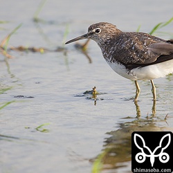 クサシギもぼちぼち見るようになりました。