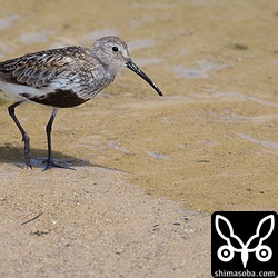 大浜海岸にハマシギが1羽だけ。昨日の個体と同じかな。
