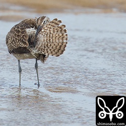 羽繕いするチュウシャクシギ。尾脂腺の脂を塗りたくっていました。台風に備えているのでしょうか。