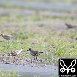 こちらでは二十数羽のムナグロが群れていました。ジシギも混じっていましたが遠い。^^;