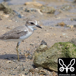 オオメダイチドリもカニ捕りに勤しんでいました。