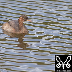 カイツブリが池にぽつんと浮かんでいました。可愛らしいです。