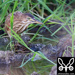 こちらのリュウキュウヨシゴイはオタマジャクシを捕まえていました。