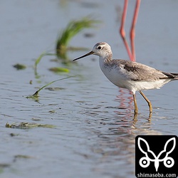 コアオアシシギは1羽だけセイタカシギに混じっていました。先日の個体とは別です。