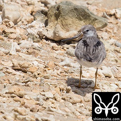 ソリハシシギは今日もカニと追いかけっこをしていました。この個体は少し休憩しているところ。