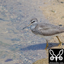 大浜海岸にはキアシシギが多いですね。