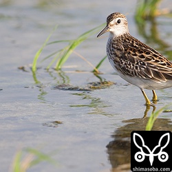 ヒバリシギも十数羽はいました。