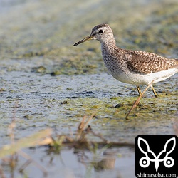 タカブシギ。シギチの渡りの初期から多い。