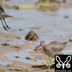 この大きなチュウシャクシギは他のチュウシャクシギを威嚇しては追い払っていました。なぜ?^^;