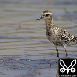 田んぼに10羽ほどでいたムナグロ。