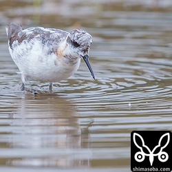 羽がかなり擦り切れていて、長い長い渡りの過酷さが分かりますね。