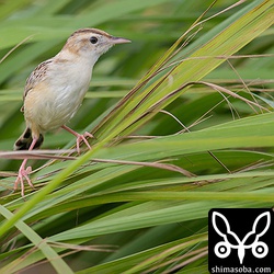 セッカをこの距離で撮れることは少ないので嬉しいですね。石垣島はセッカの個体数はかなり多いです。