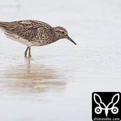 平田原にはウズラシギも飛来していました。