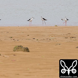 普段は田んぼにいるセイタカシギが河口に多く集まっていました。