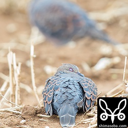 キジバトもお疲れ気味。