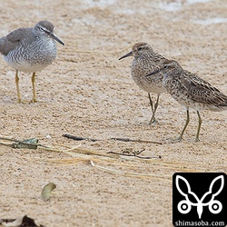大浜海岸にもウズラシギが飛来していました。