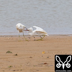 白いクロサギは親子で河口にやってきました。幼鳥が親鳥にしつこく餌をねだっていました。