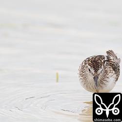 小さなヒバリシギも強烈な台風に耐えたようです。