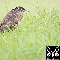 ズグロミゾゴイの幼鳥も疲れているようで目を閉じて休んでいました。保護が必要かと思って近ずいたら元気に威嚇してきたのでそのままにしました。