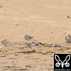 キアシシギも疲れて座り込んでいる個体が多くいました。