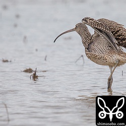 念のため翼を広げたところも撮影。間違いなくホウロクシギです。^^