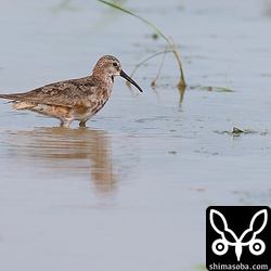 同じ田んぼにサルハマシギも飛来していました。