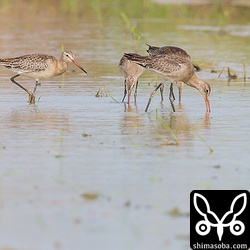 常に4羽で行動していました。