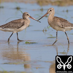まだまだ旅の途中、これからアフリカ、オーストラリアまで渡るのでしょう。